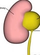  Urology Surgery