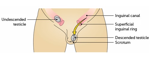  Urology Surgery